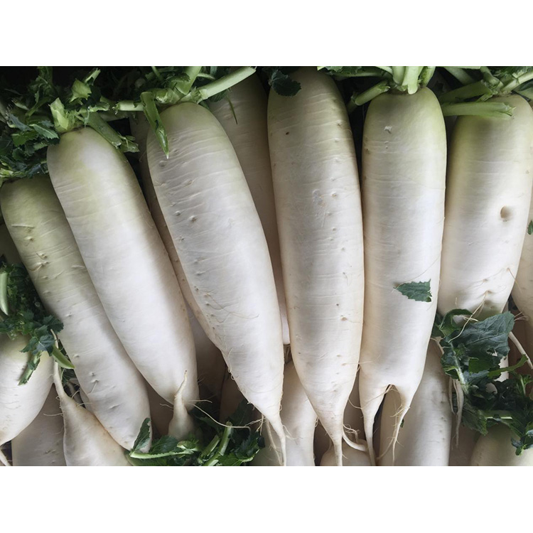 Esplora il valore nutrizionale di New Crop Fresh Ravanello per migliorare l'immunità e inibire la crescita delle cellule tumorali